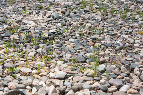 rare grass growing among small stones, selective focus
