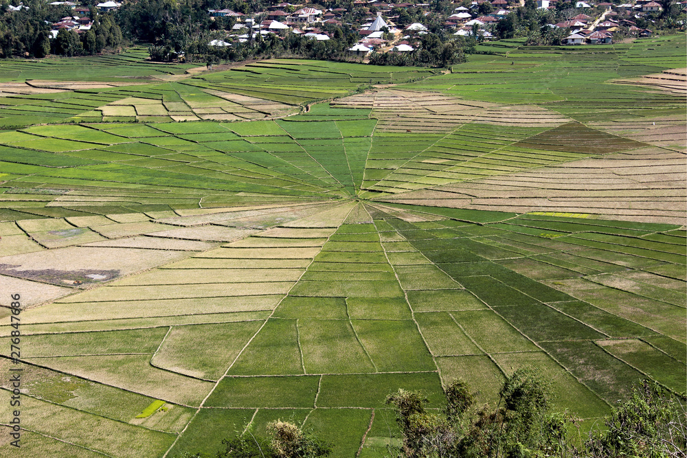 Φωτογραφία Spider Web Rice Field with many different colors, trees in the foreground and a village in the background in Flores, Indonesia