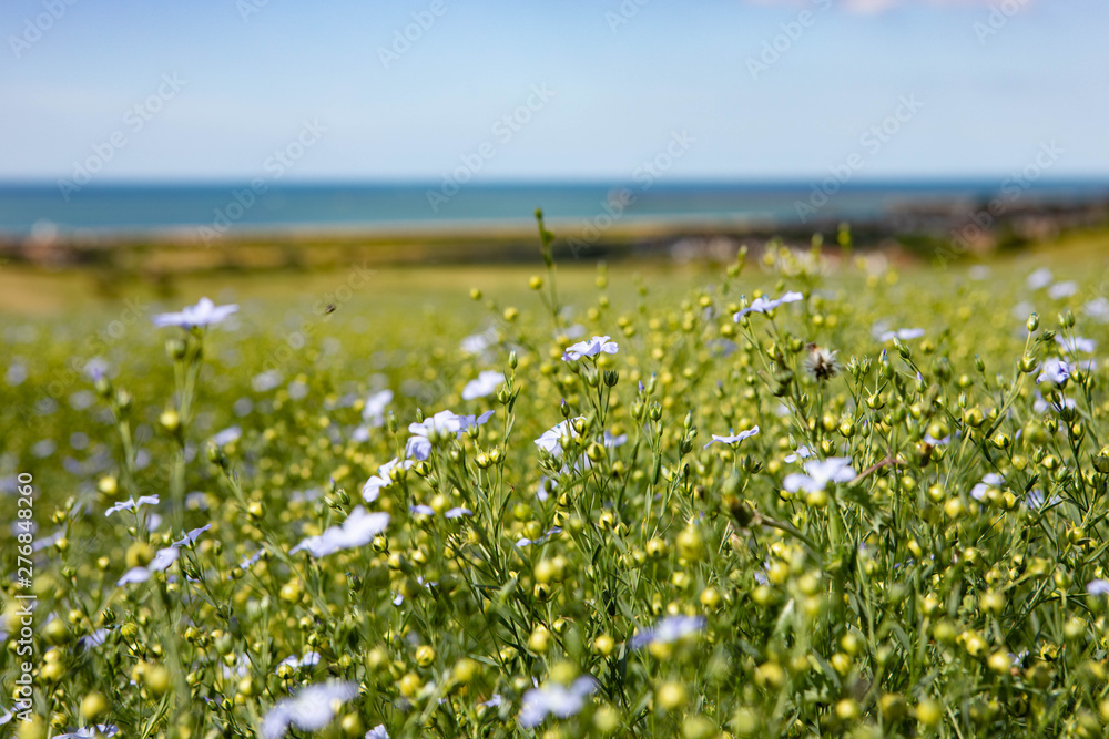Fototapeta premium Seaford Field
