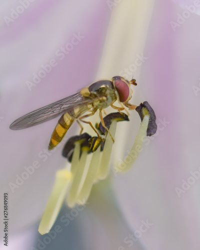 Hoverfly on pink flower, macro photography photo