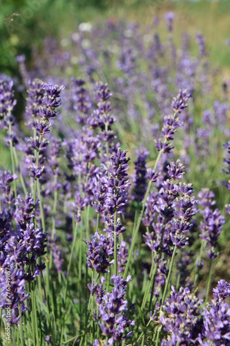 Lavendel