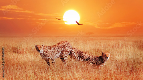 Cheetahs in the African savannah at sunset. Wild life of Africa.
