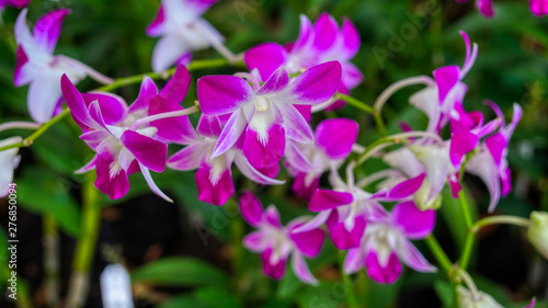 Exotic lilac and white orchid from National Orchid Garden  Singapore
