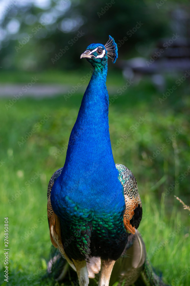 Pavo cristatus majestic blue bird, beautiful animal on green grass lawn background in sunlight Pavo cristatus majestic blue bird, beautiful animal on green grass lawn background in sunlight