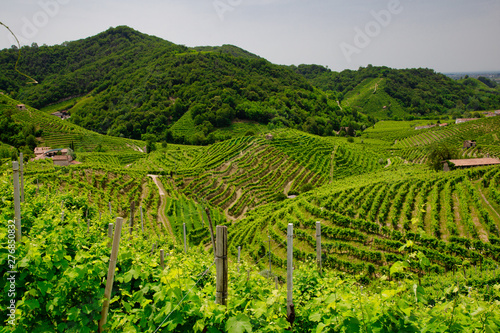 Green hills and valleys with vineyards of Prosecco wine region
