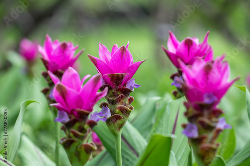 Pink Curcuma alismatifolia flower  is a tropical plant native to Thailand.Sometime call Siam tulip or summer tulip.