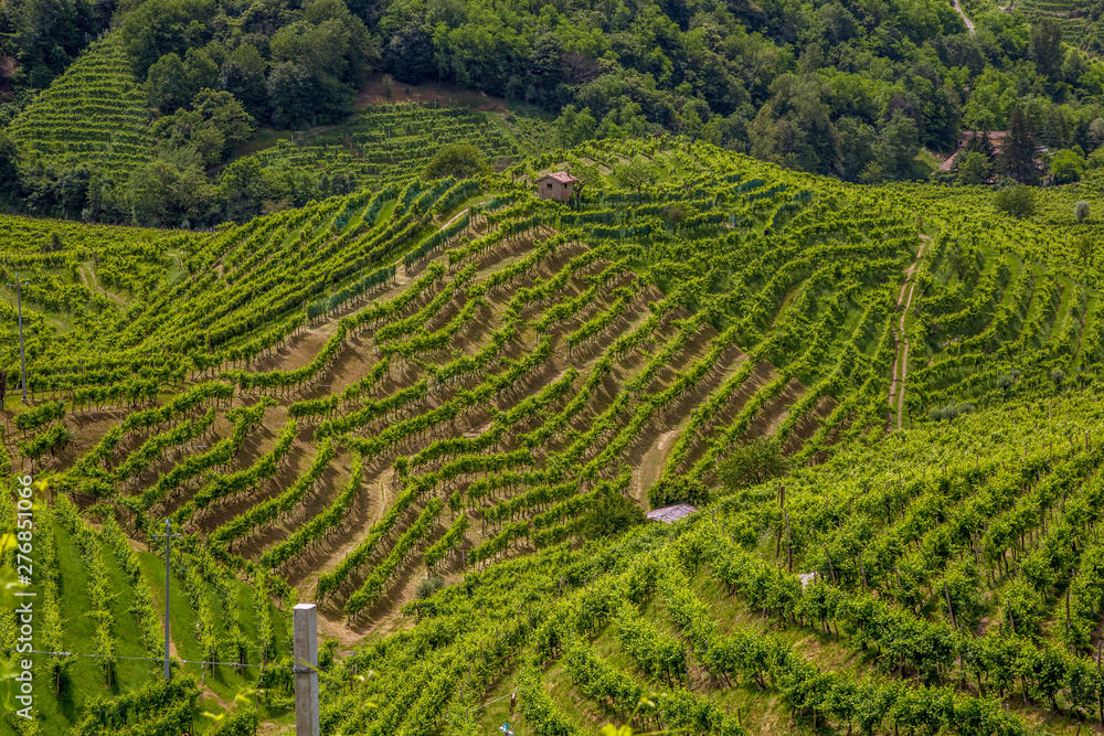 Green hills and valleys with vineyards of Prosecco wine region