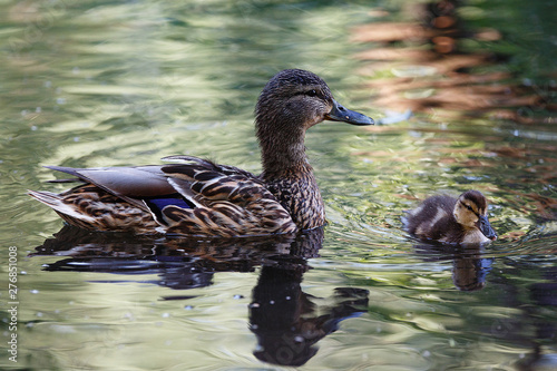 Duck with ducklings on the surface of the pond. photo