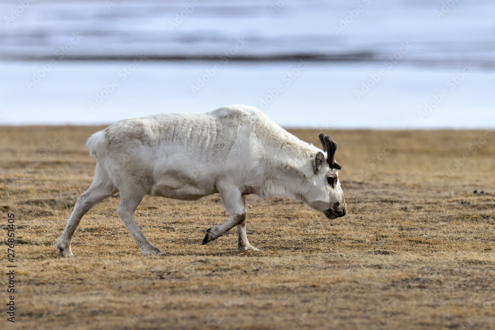 Renne du Spitzberg, Renne de Svalbard, Rangifer tarandus platyrhynchus, Spitzberg, Svalbard, Norvège Renne du Spitzberg, Renne de Svalbard, Rangifer tarandus platyrhynchus, Spitzberg, Svalbard, Norvège