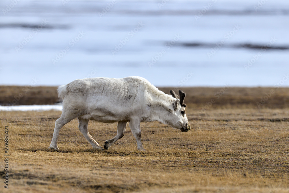 Renne du Spitzberg, Renne de Svalbard, Rangifer tarandus platyrhynchus, Spitzberg, Svalbard, Norvège Renne du Spitzberg, Renne de Svalbard, Rangifer tarandus platyrhynchus, Spitzberg, Svalbard, Norvège