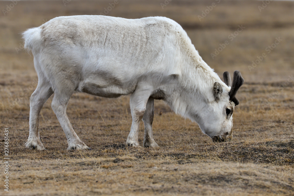 Obraz premium Renne du Spitzberg, Renne de Svalbard, Rangifer tarandus platyrhynchus, Spitzberg, Svalbard, Norvège