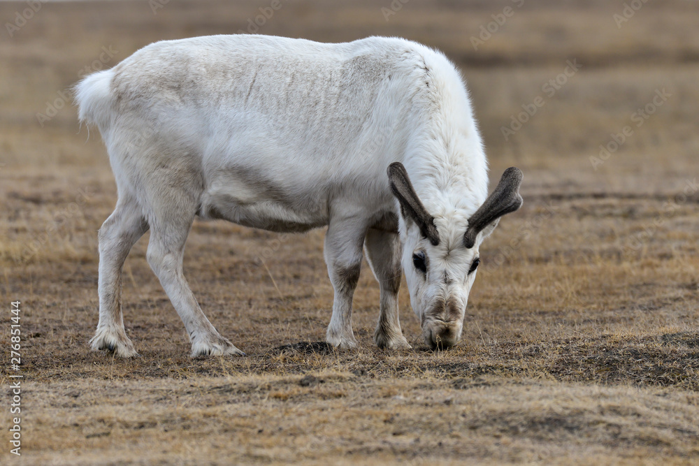 Renne du Spitzberg, Renne de Svalbard, Rangifer tarandus platyrhynchus, Spitzberg, Svalbard, Norvège Renne du Spitzberg, Renne de Svalbard, Rangifer tarandus platyrhynchus, Spitzberg, Svalbard, Norvège