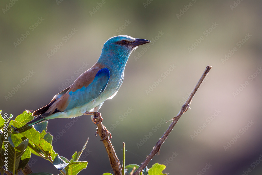 European Roller isolated in natural background in Kruger National park, South Africa ; Specie Coracias garrulus family of Coraciidae European Roller isolated in natural background in Kruger National park, South Africa ; Specie Coracias garrulus family of Coraciidae