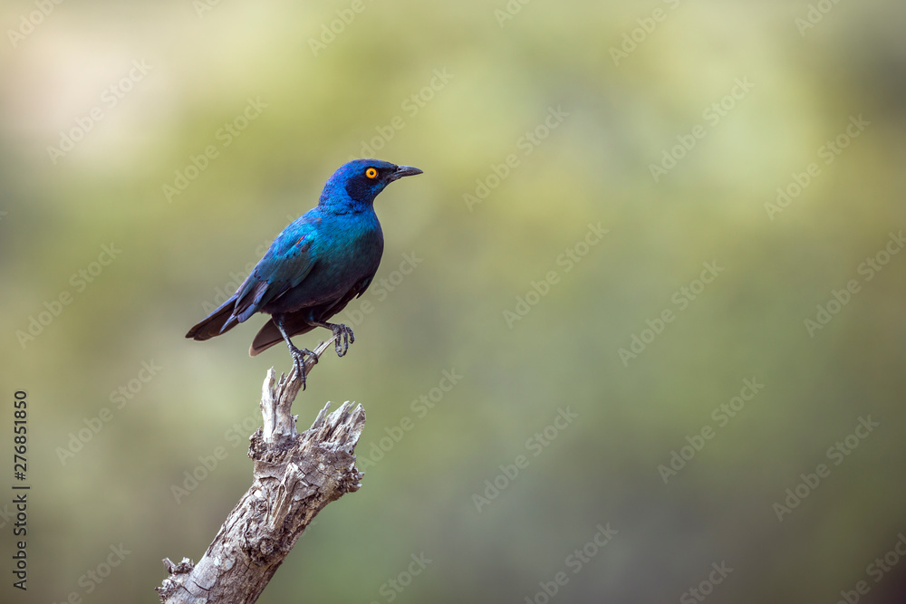 Greater Blue-eared Glossy Starling isolated in natural background in Kruger National park, South Africa ; Specie Lamprotornis chalybaeus family of Sturnidae Greater Blue-eared Glossy Starling isolated in natural background in Kruger National park, South Africa ; Specie Lamprotornis chalybaeus family of Sturnidae