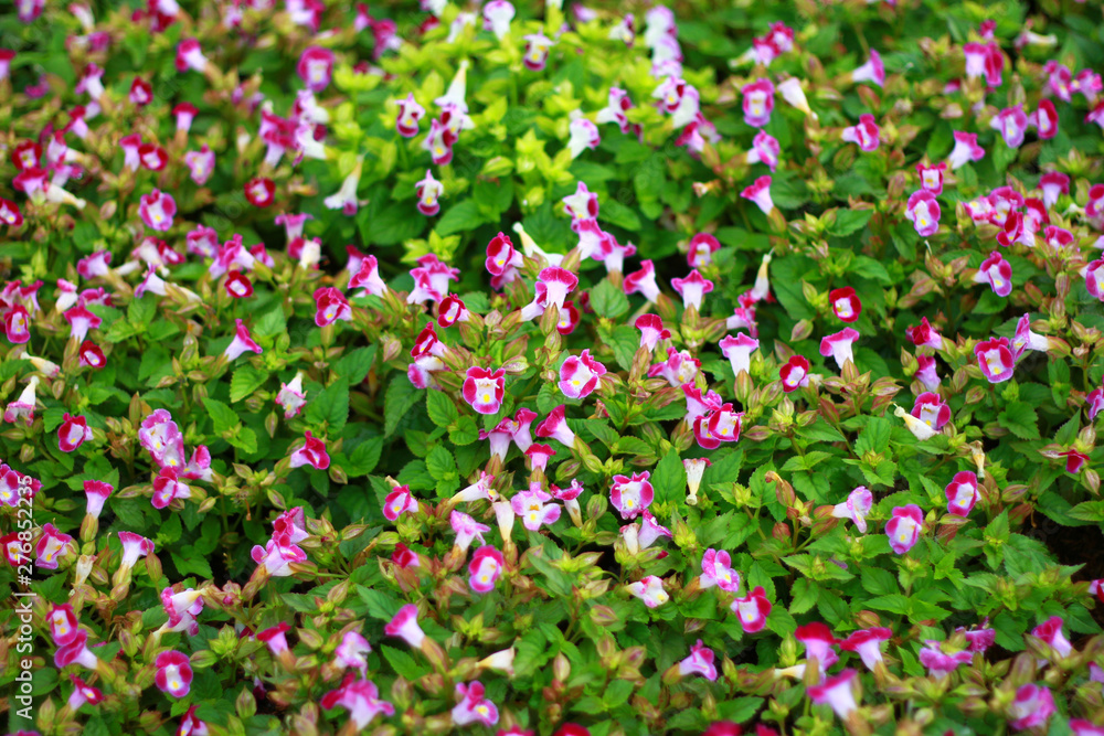 Sweet pink flowers are blooming in the outdoor garden on ground for natural background, So beautiful.