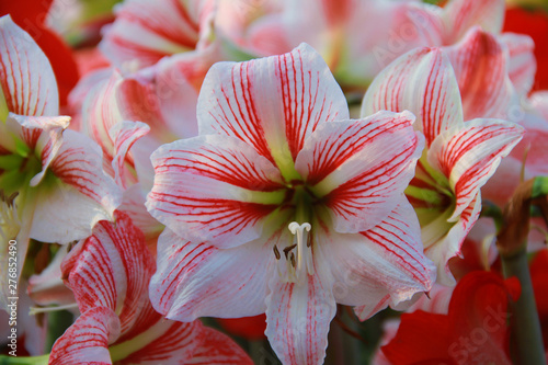 Colorful white mixed red Amaryllis flower are blooming in the outdoor garden for valentine's day, So beautiful.
