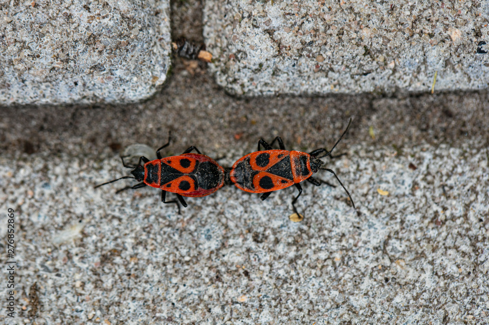 two European firebugs connected by back two European firebugs connected by back