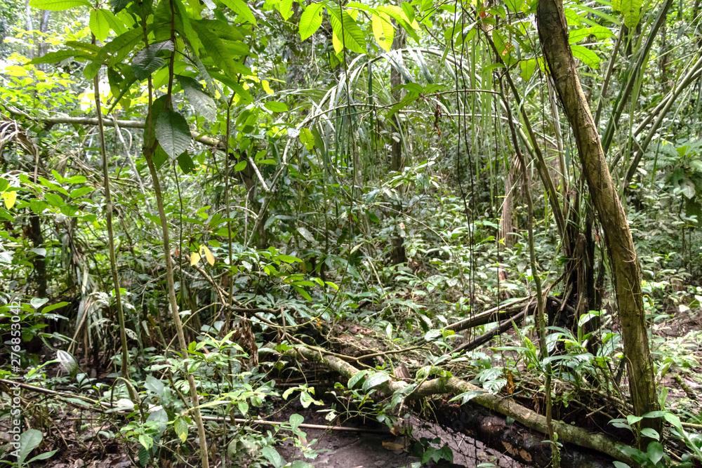 Blurred background with authentic rainforest, jungle of Amazon River basin in South America Blurred background with authentic rainforest, jungle of Amazon River basin in South America