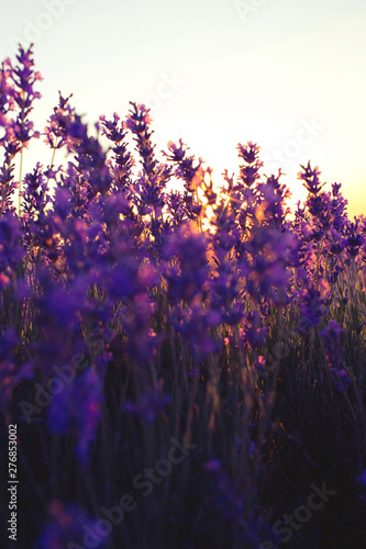 Beautiful violet lavender fields in the sunset light. Provence in France. Lavender flowers.