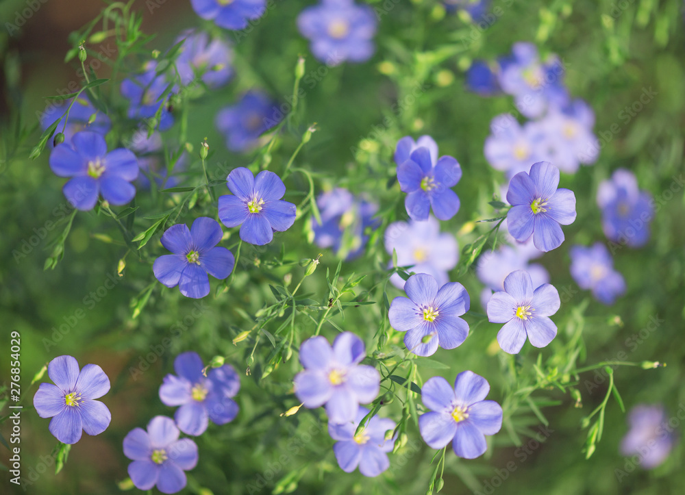 Fototapeta premium Niebieskie kwiaty lnu oleistego