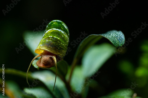 Aquatic ramshorn snail with algae covered shell climbing on aquatic bucephalandra plant leaf in freshwater aquarium photo