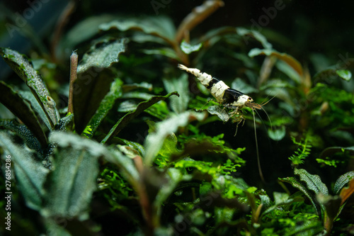 Black crystal pet shrimp standing on aquatic plant called bucephalandra in freshwater aquarium with aquatic moss seen in the background photo