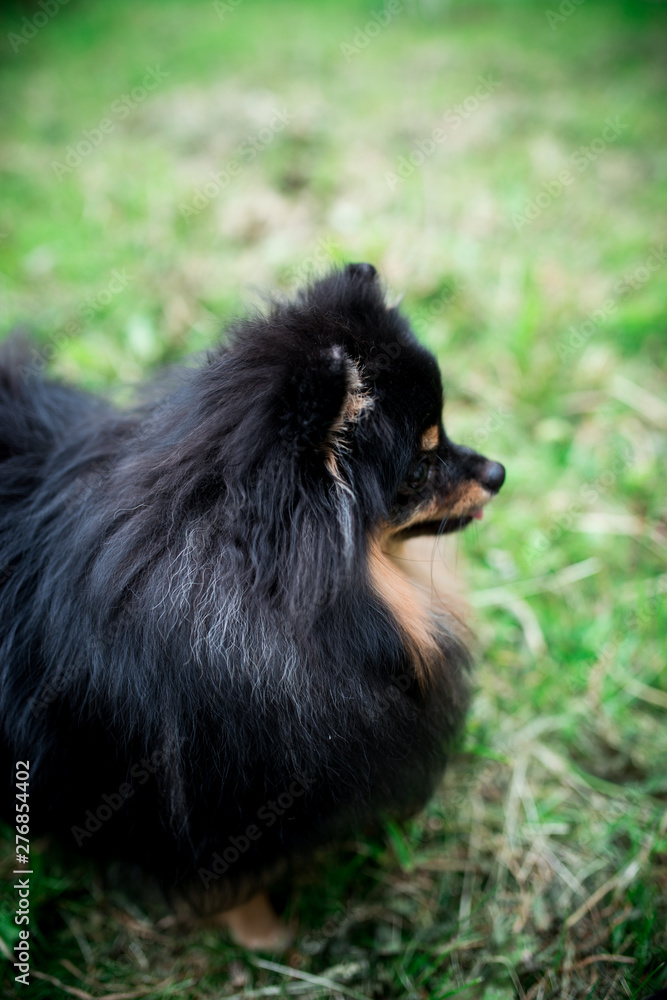 German Spitz in the grass German Spitz in the grass