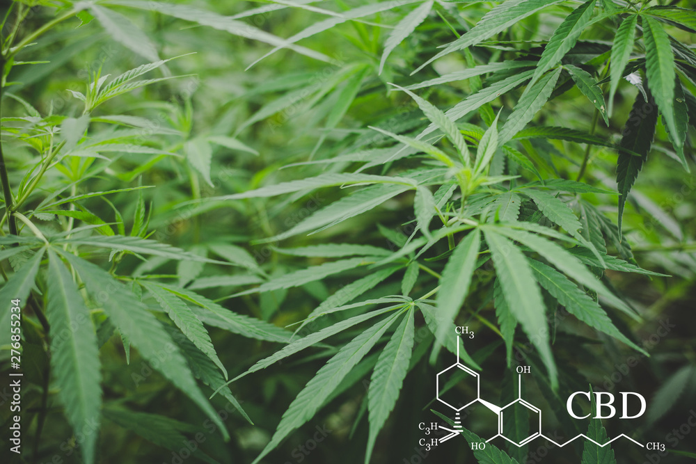 CBD elements in Cannabis, Growing Marijuana, medical marijuana, cannabinoids and health. CBD elements in Cannabis, Growing Marijuana, medical marijuana, cannabinoids and health.