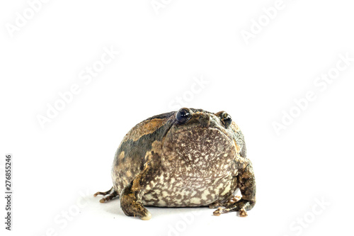 Bullfrog (Kaloula pulchra) isolated on white background.