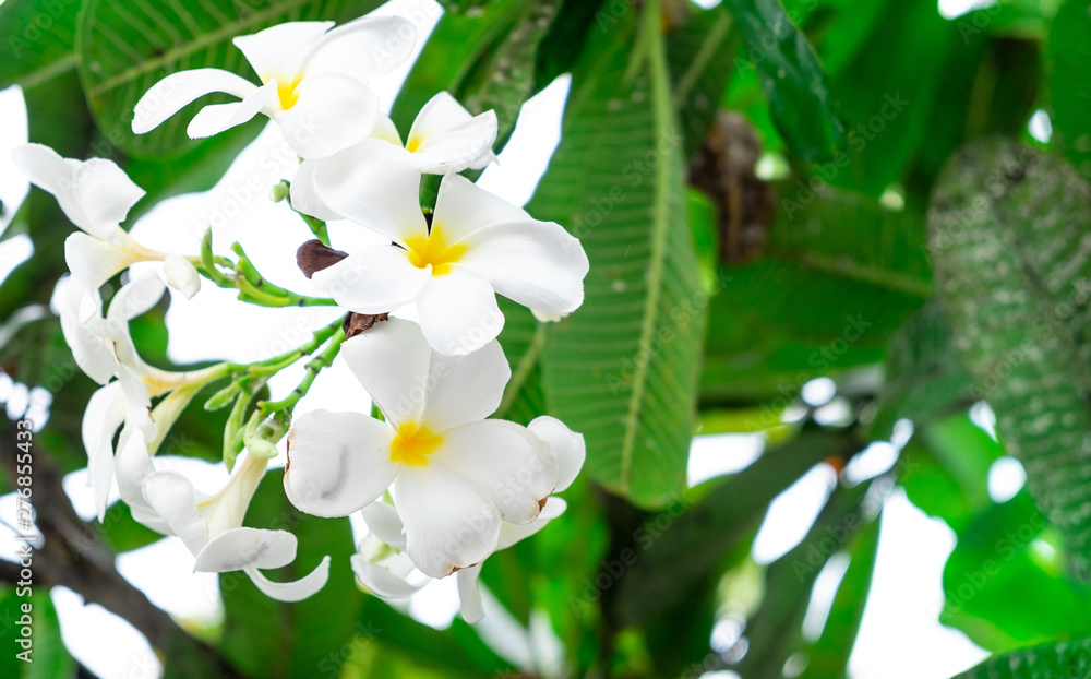 The most beatiful plumeria flowers with mix colors in red yellow orange and white colors. The most beatiful plumeria flowers with mix colors in red yellow orange and white colors.