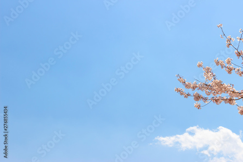 cherry blossom or sakura flower in spring time with beautiful blue sky background