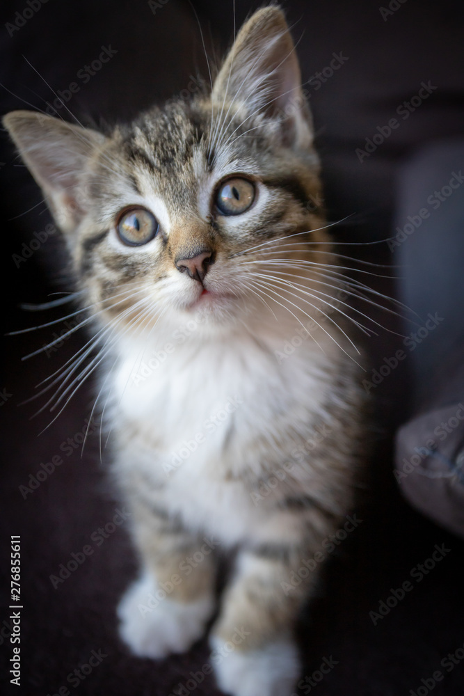 chaton chaton