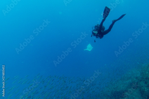 A scuba diver picks up a plastic bag during a dive in the Atlantic ocean