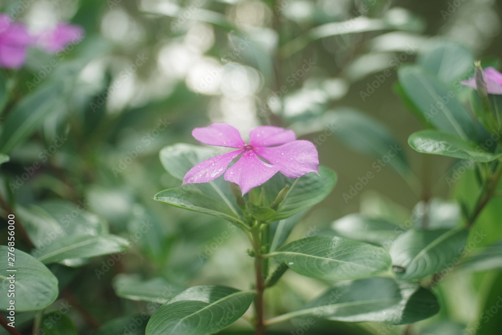 pink flower in the garden pink flower in the garden