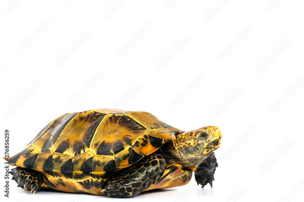 turtle isolated on white background turtle isolated on white background