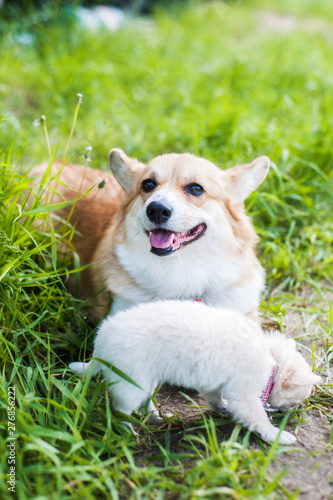 A corgi dog walks in the grass along with a miniature puppy Chihuahua