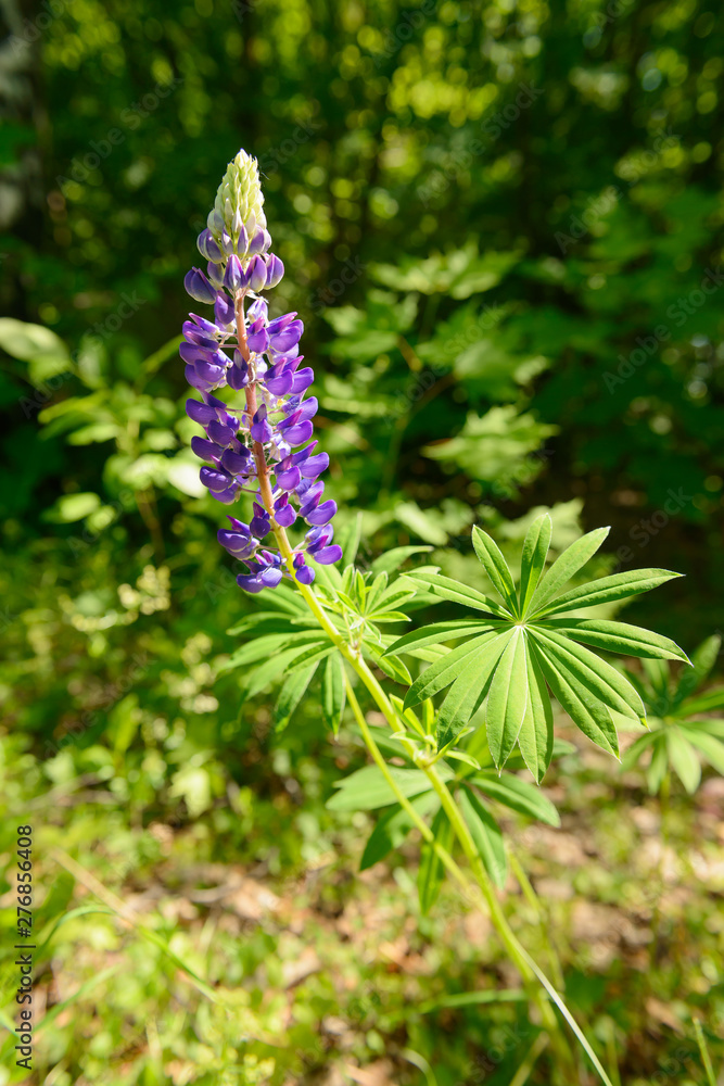 Bright blue Lupine inflorescence among green herbs Bright blue Lupine inflorescence among green herbs