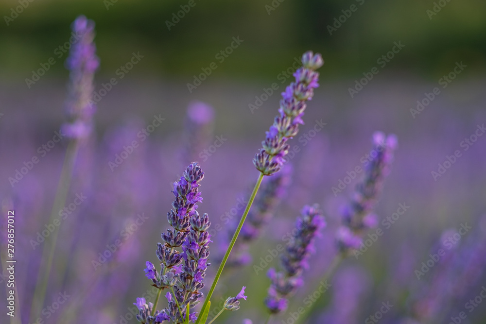 Obraz premium Lavendel beim Sonnenuntergang