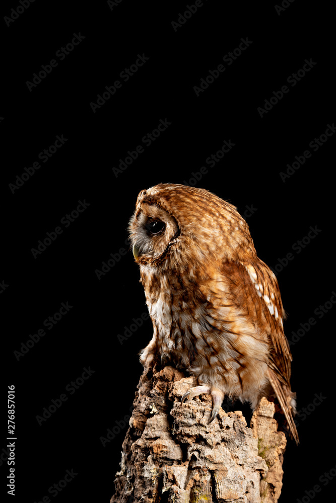 Fototapeta premium Stunning portrait of Tawny Owl Strix Aluco isolated on black in studio setting