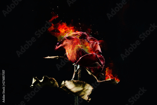 The red rose withered, burning © Araya