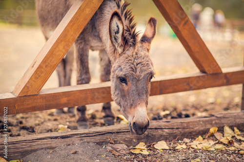 Friendly brown donkey outdoors.
