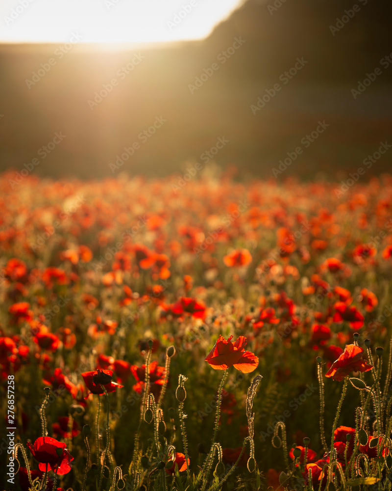 Beautiful Summer landscape of vibrant poppy field in English countryside during late evening sunset