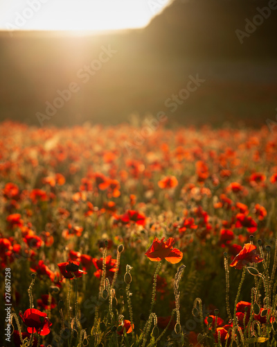 Beautiful Summer landscape of vibrant poppy field in English countryside during late evening sunset