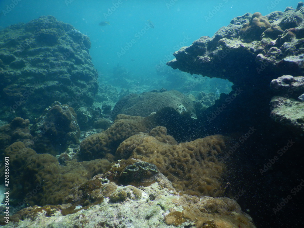 Fototapeta premium Colorful Trevally on a tropical coral reef at phuket thailand