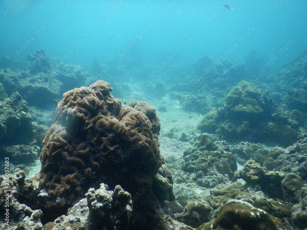 Fototapeta premium Colorful Trevally on a tropical coral reef at phuket thailand