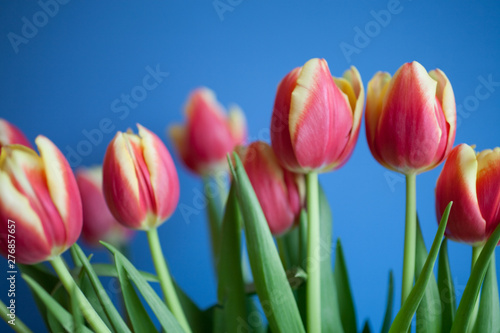 delicate spring bouquet of tulip flowers in close-up on a neutral background