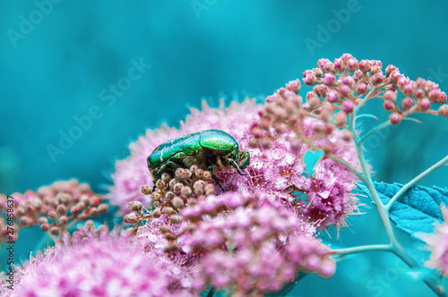 Golden bronze Cetonia aurata is a type of Coleoptera from the subfamily of bronze Cetoniinae of the family of lamellar Scarabaeidae. A large green beetle sits on pink flowers