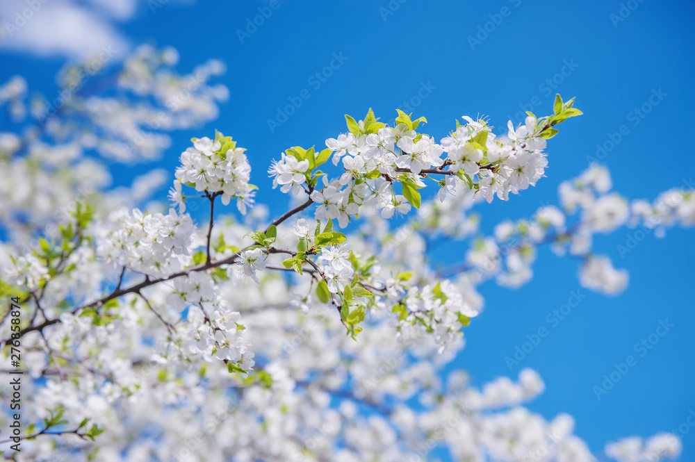 Spring branch with white small flowers at sunset. Background. Spring branch with white small flowers at sunset. Background.