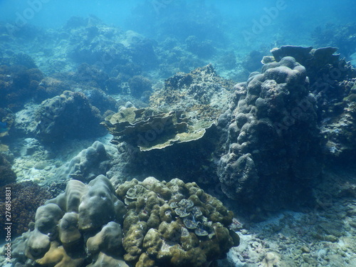 Colorful Trevally on a tropical coral reef at phuket thailand