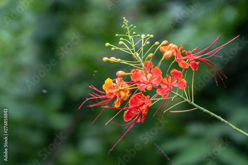 Selective focus colorful Dwarf Poinciana in green background.Also called Barbadose Pride, Flamboyant, Flame Tree.Beautiful orange flower in a garden.